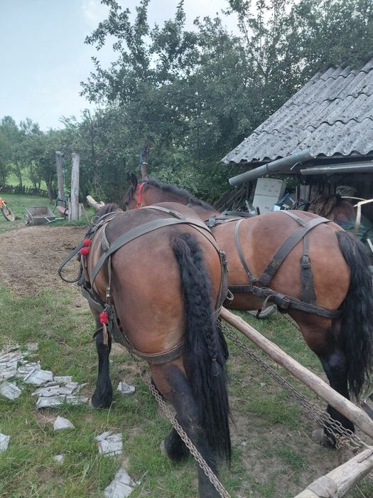 De vânzare mânză de 2 ani!