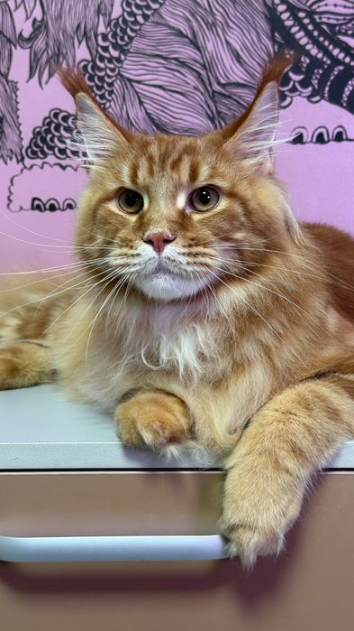 Котята породы Мейн-кун