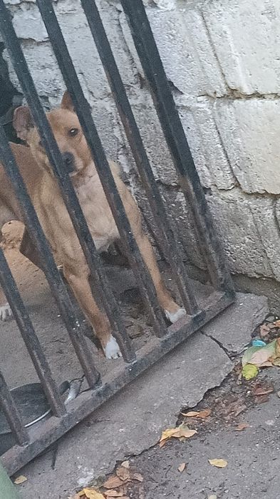 Câine . Talie mica foarte cuminte .