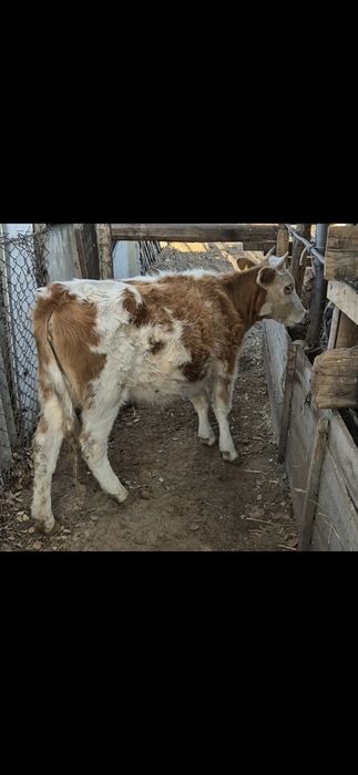 Семіз тайынша сатылады
