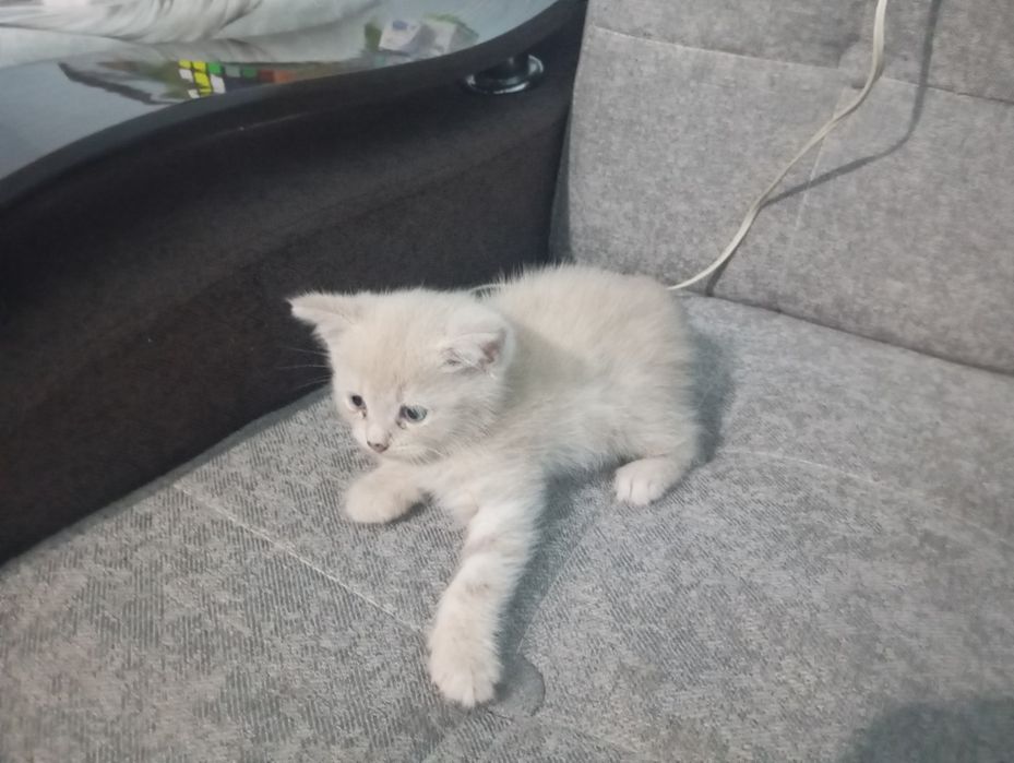 Кошки британские
