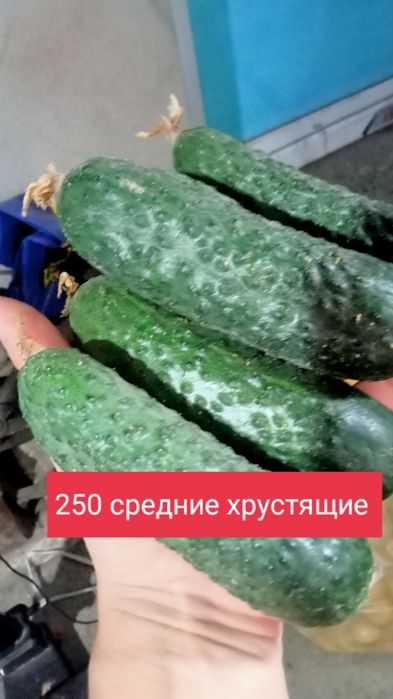 Помидоры огурцы картошка капуста
