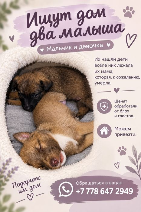 Отдам малышей в добрые руки