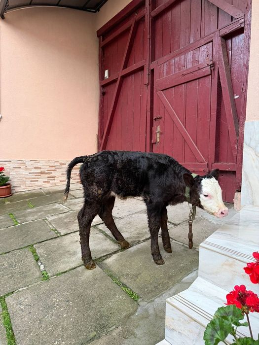 Vând ce se vede în poză