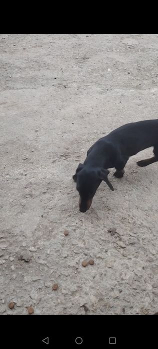 Дакелка  1.8м, дакелка на1. 01м мъжко дакелче черно на 7 м и 1 Мъжкар на 5 г