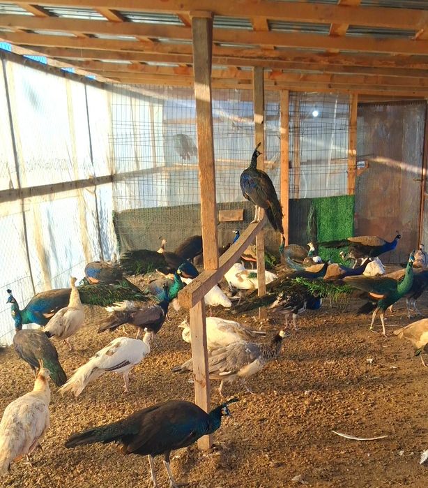 Pauni mai multe varietăți de culoare  !