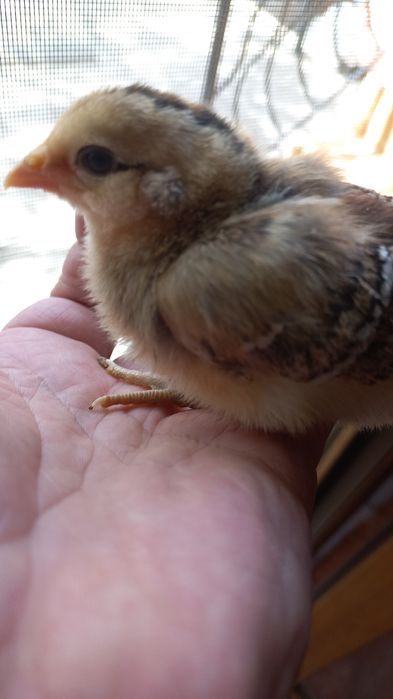 Vand pui araucana si australorp