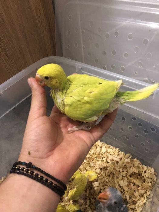 Papagali vorbitori pui blanzi Micul Alexandru Alexander