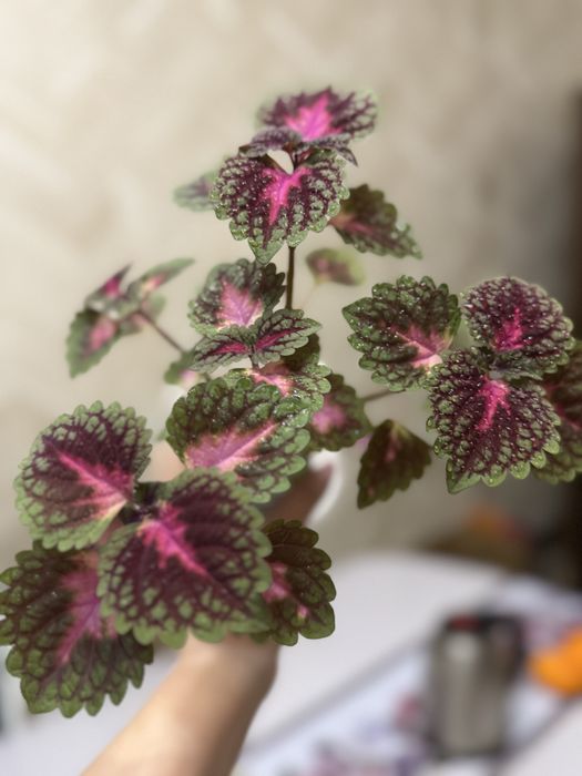 Колеус, комнатные цветы