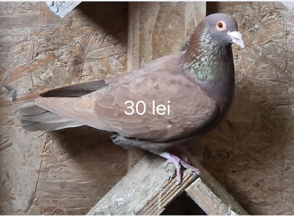 Porumbei  la  oferta