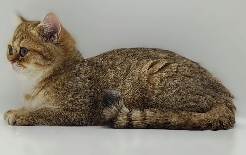 КошеЧки   Британские