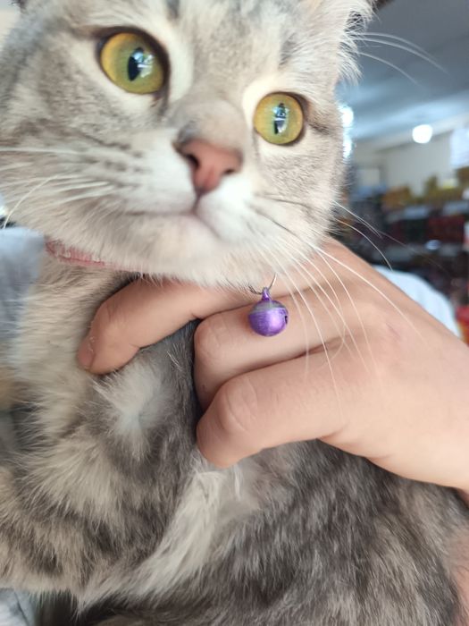 Mushuk garantya si bilan