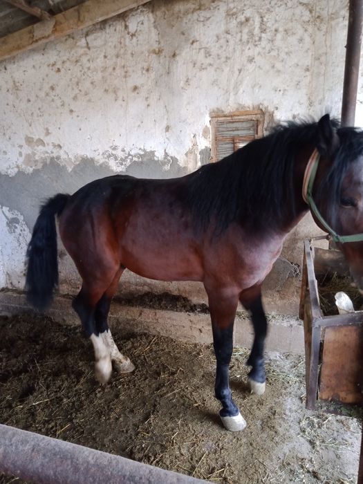 Лошади. Лошади лошади