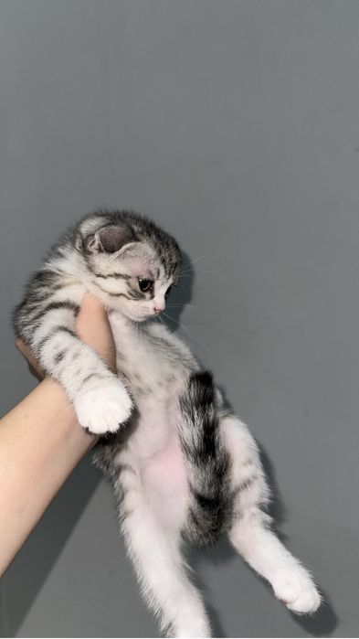 Шотландский вислоухий мальчик