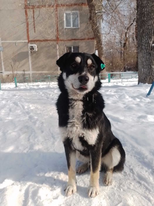 Ищем друга для собаки