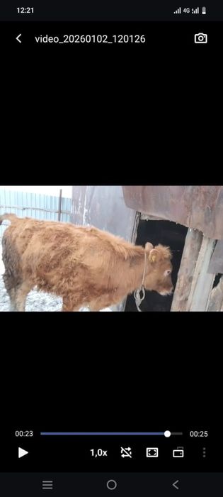 срочно продам бычки и телата