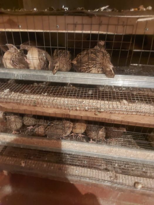 Техас фараон финикс бөденелері бар