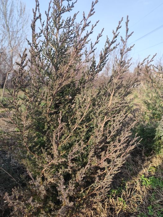 Туи,высота от 1 м до 1,6м