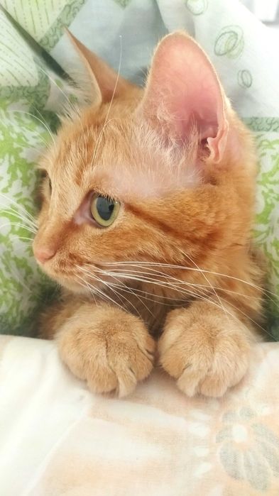 Срочно рыжее солнышко ищет дом