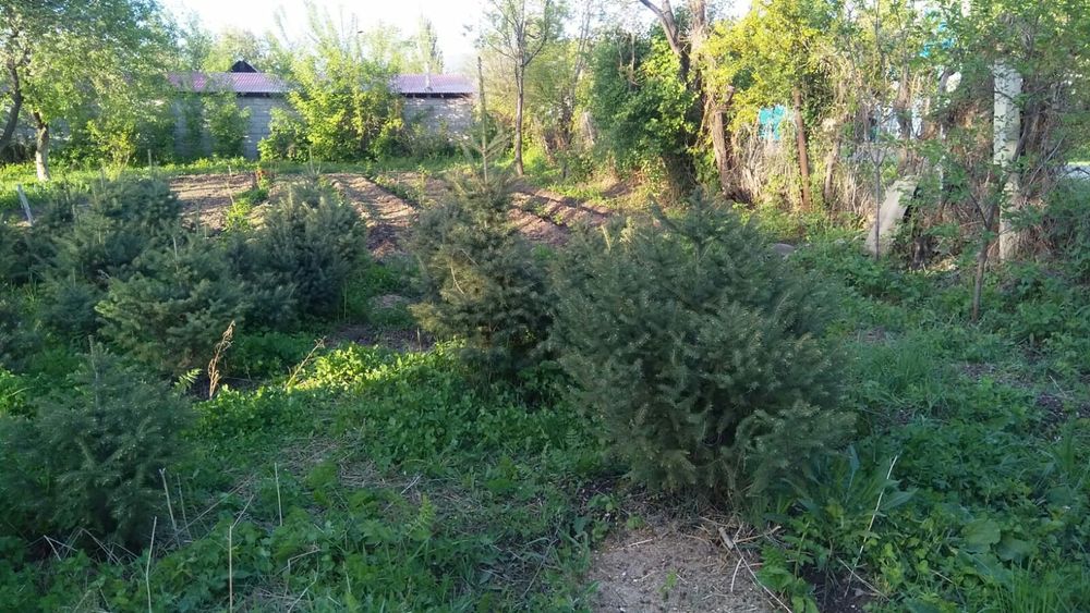 Продам Елки. Есть разных размеров