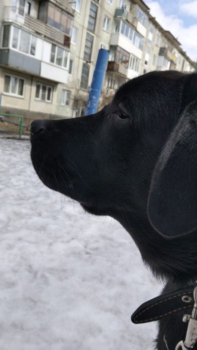 Продам Лабрадора