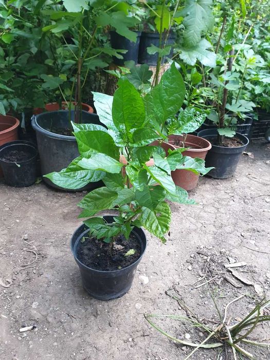 Vand plante si puieti la ghiveci.