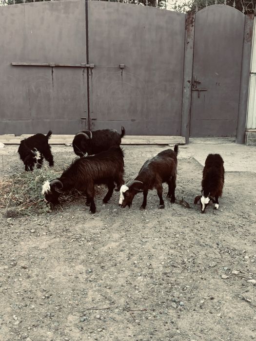 Қазақы Ешкі сатылады