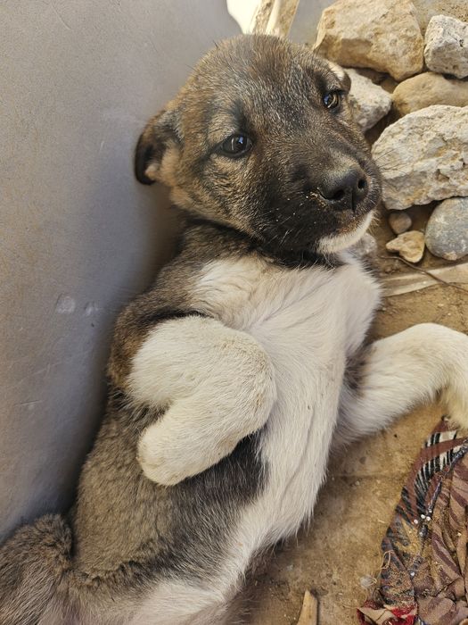 Кушиклер ди бесплатно берип жиберемиз