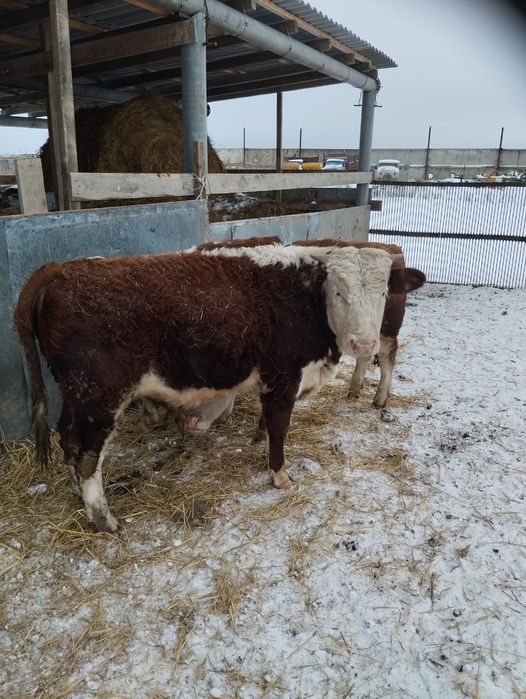 Продам бычков и телочек