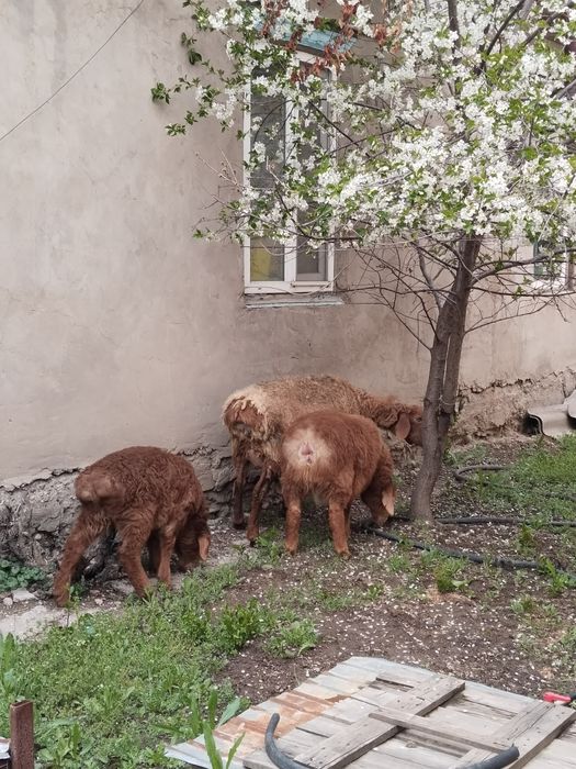 4 Козылы койлар сатылады