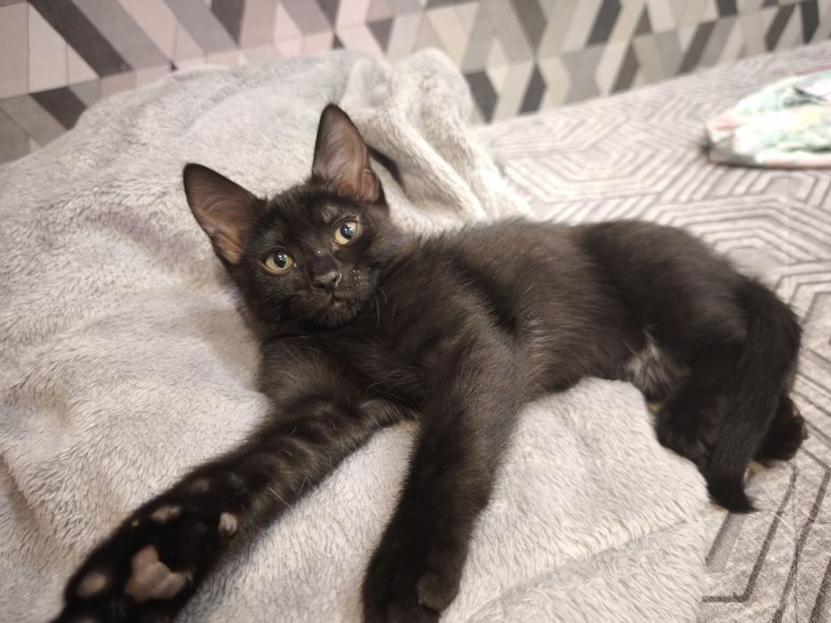 Котята бесплатно!