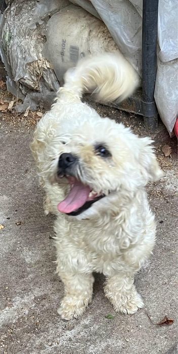 Metis bichon pui, gratuit