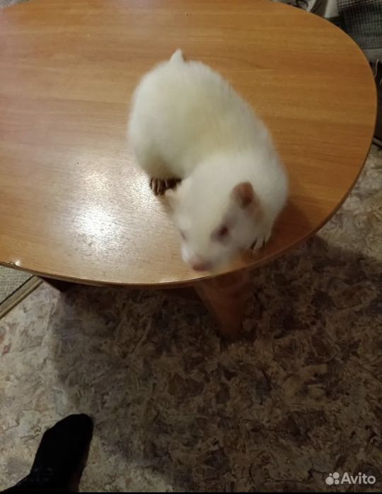 домашний хорекла сотилади