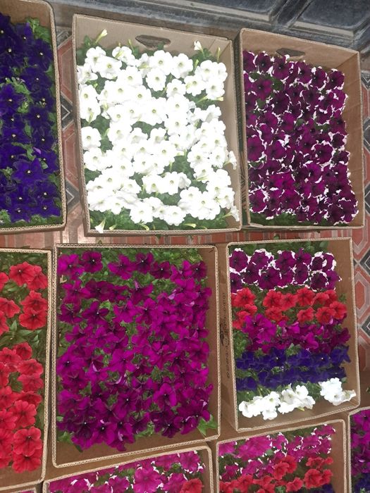 цветы оптом в розницу