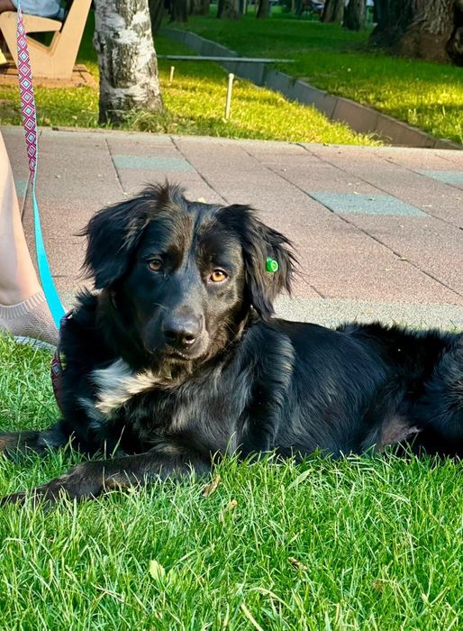 Собака ищет дом и семью