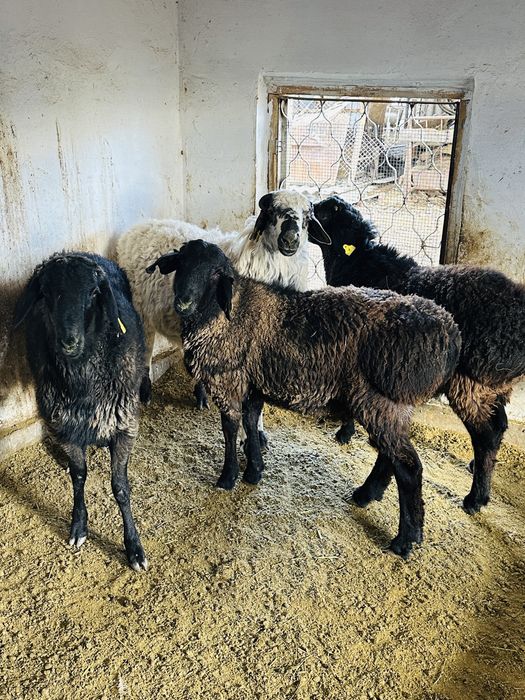 Семіз тоқты қойлар сатылады