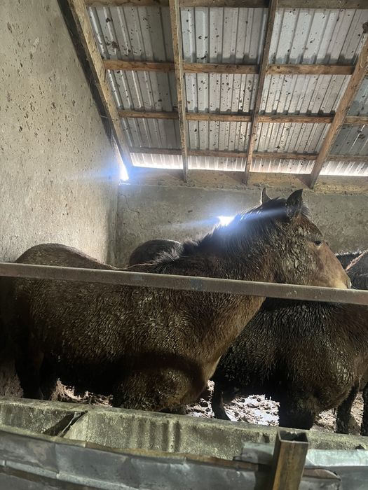 Тайлар сатыладыы