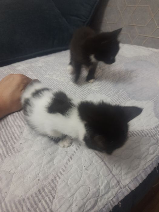 КОТЁНОК в добрые руки даром, к лотку приучен ест всё