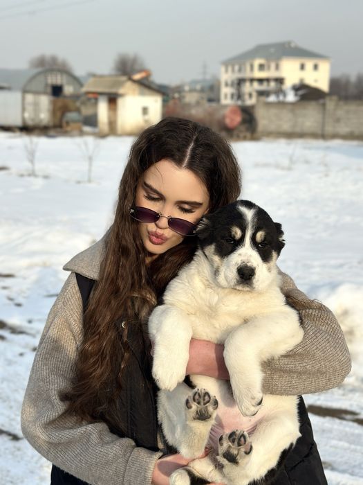 Алабай щенки, среднеазиатская овчарка сука в продаже