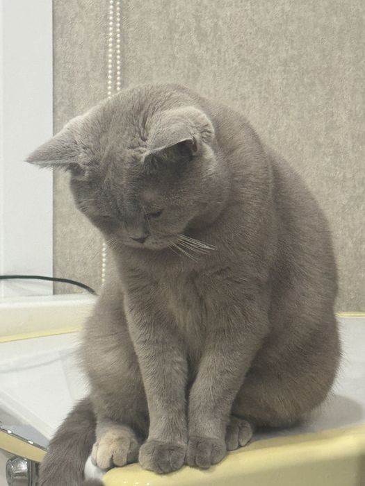Британская кошка
