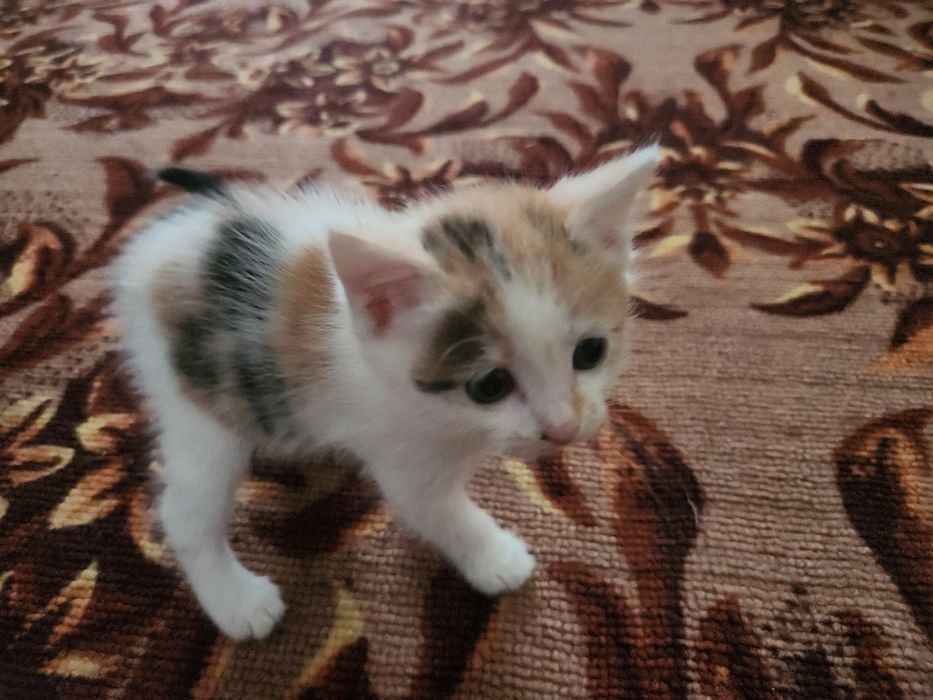 Отдам котят в добрые руки