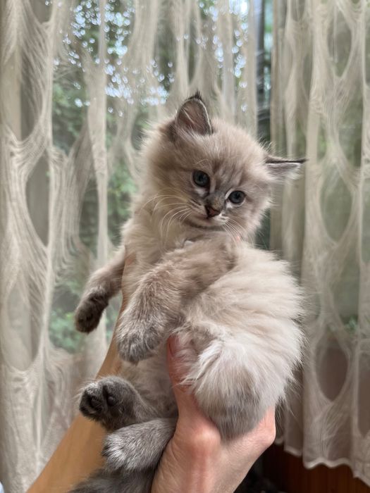 Отдам котенка в добрые руки