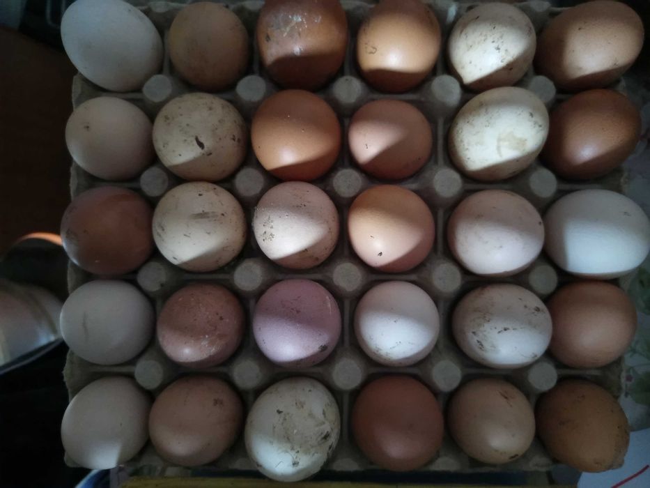 Oua de gaina (de curte)