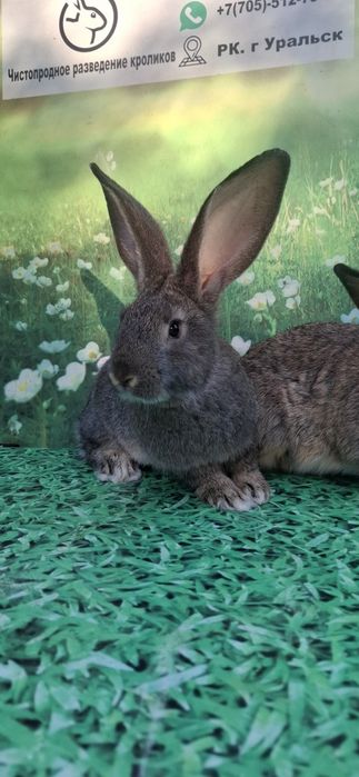 Кролики  породистые