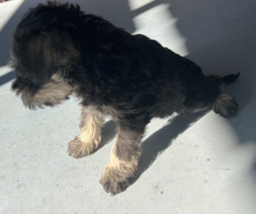 Schnauzer pitic sare si piper