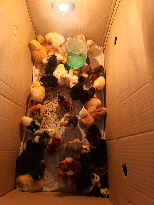 Цеплята домашние..