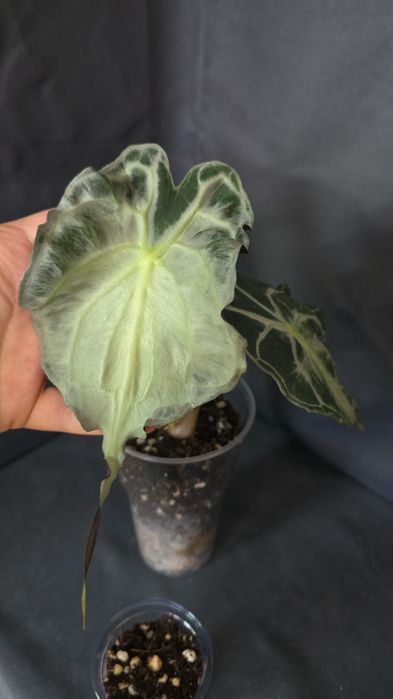 Алоказия "Веном"