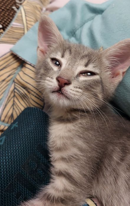 Котик ищет дом,мальчик