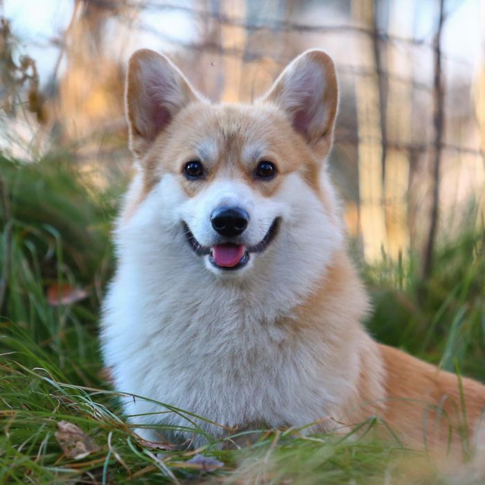 Щенки вельш-корги пемброк