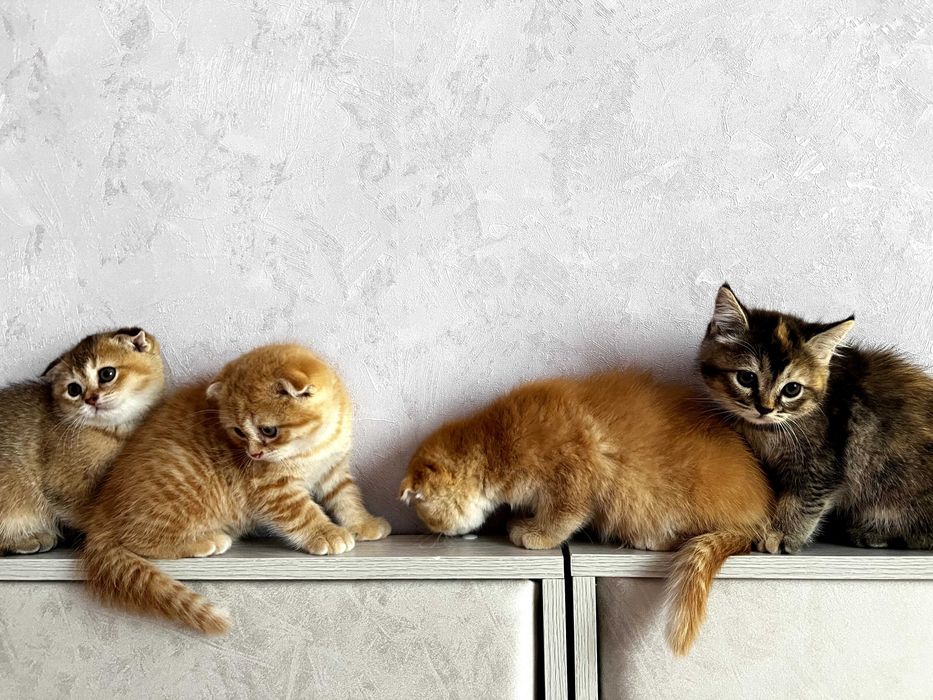 Продаются шотландские котята